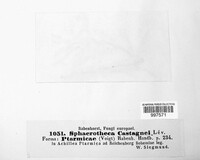 Sphaerotheca castagnei image